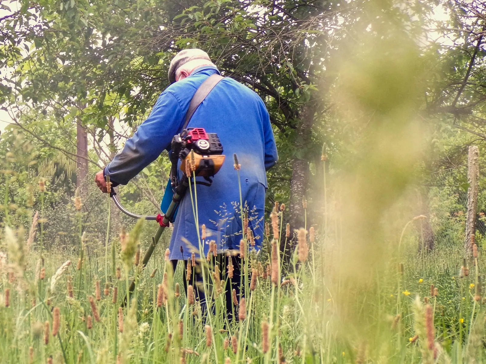 Worker in a blue jacket cutting tall grass with a string trimmer