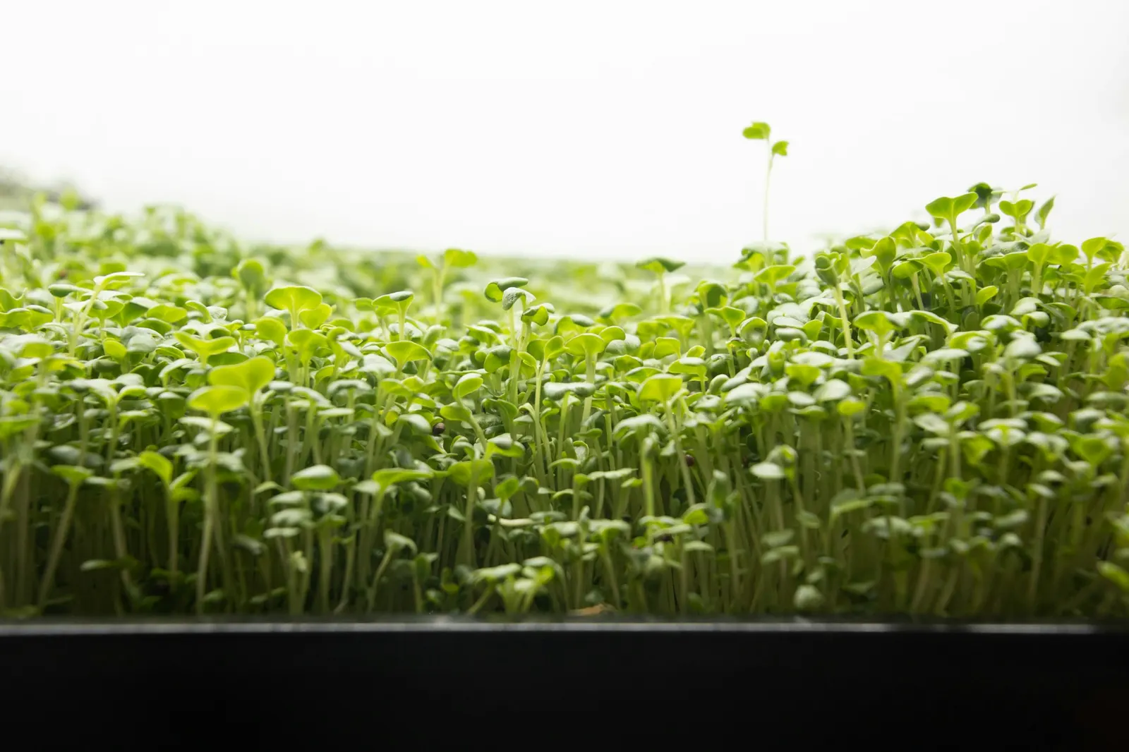 Close-up of dense young microgreens sprouting in a growing tray