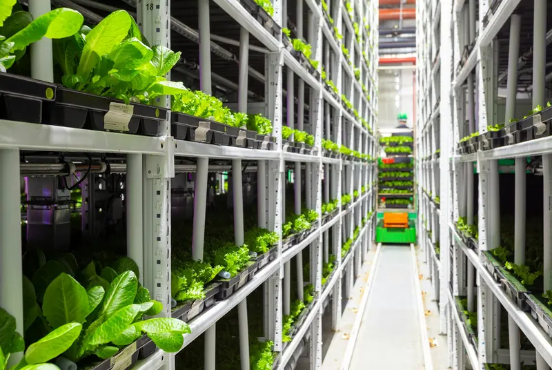 Long rows of shelves filled with leafy greens growing under LED lights in a vertical farm